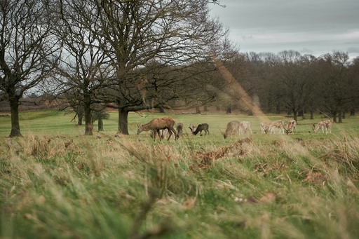 Richmond park