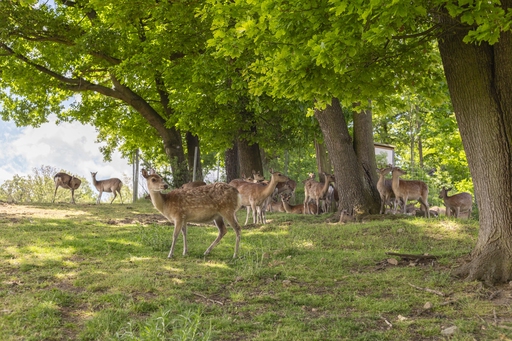 Knole Park