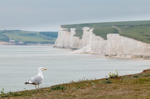 Sussex Coastline